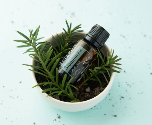 картинка Siberian Fir (Abies sibirica) Essential Oil / Пихта сибирская, эфирное масло 15 мл  Эфирные масла doTERRA от интернет магазина doTERRA.moscow фото 2