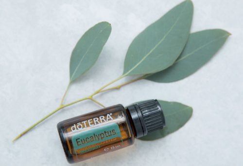 картинка Eucalyptus Essential Oil Blend / Эвкалипт ( Eucalyptus spp ), 15 мл Эфирные масла doTERRA от интернет магазина doTERRA.moscow фото 2