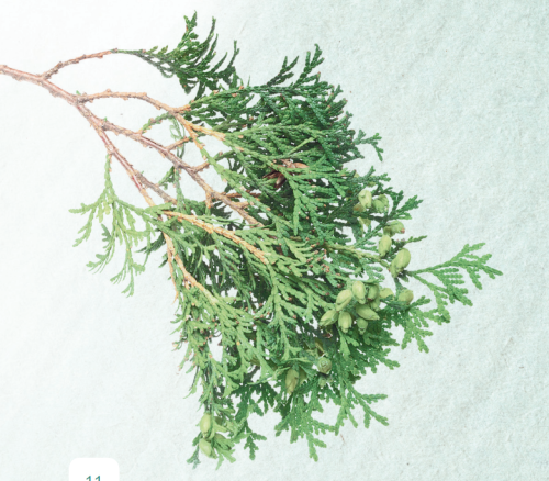 картинка Cypress (Cupressus sempervirens) Essential Oil / Кипарис , эфирное масло 15мл Эфирные масла doTERRA от интернет магазина doTERRA.moscow фото 2