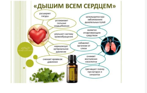 Marjoram (Origanum majorana) Essential Oil / Майоран , эфирное масло 15мл фото 2